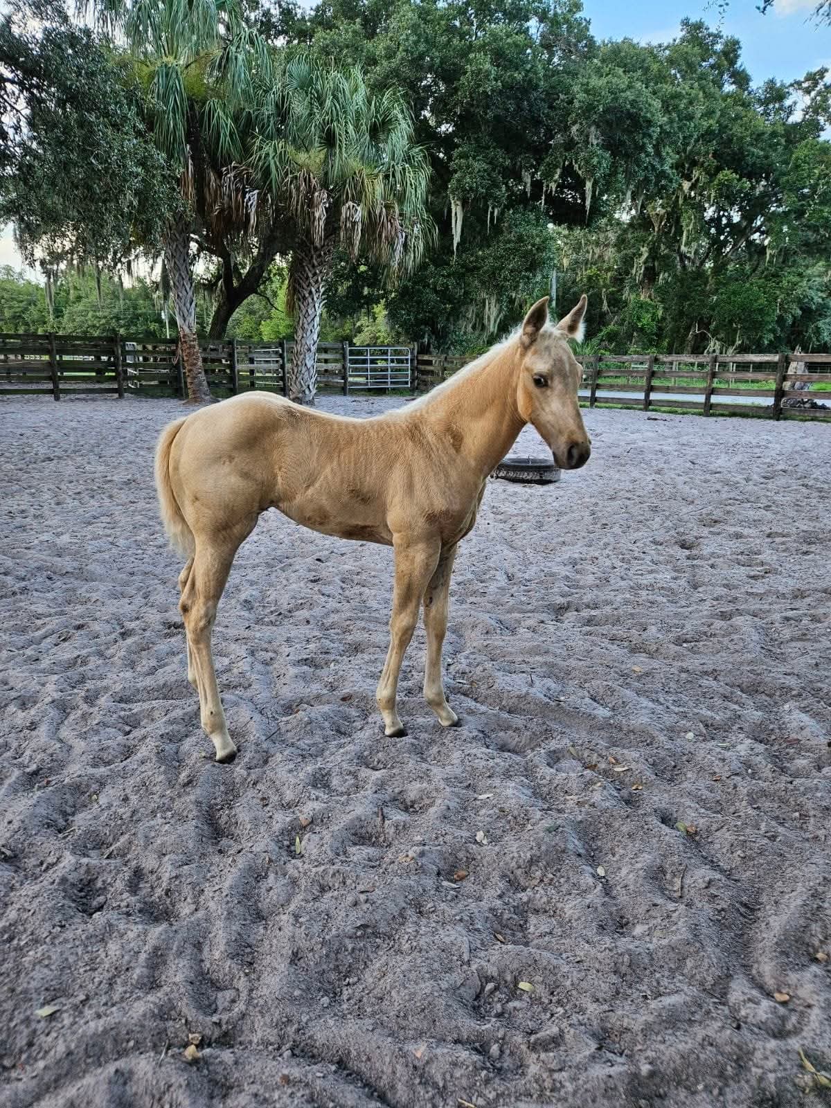 2025 Foal